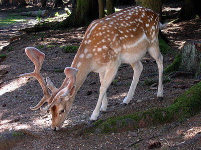 brown deer standing beside tree thumbnail