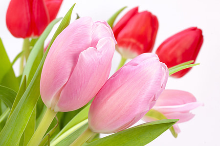 pink Tulip flower thumbnail