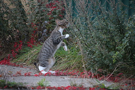 tabby kitten sniffing plant thumbnail