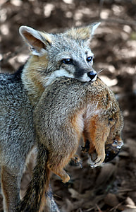 brown and black fox thumbnail