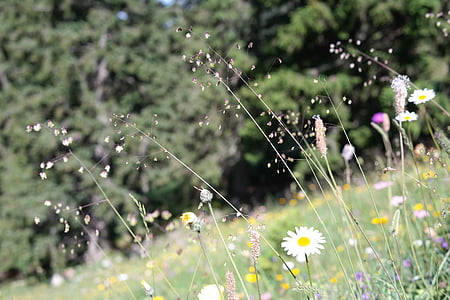 shallow focus photography of white common daisy flowers thumbnail