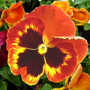 red and yellow pansy flower in close up photography thumbnail