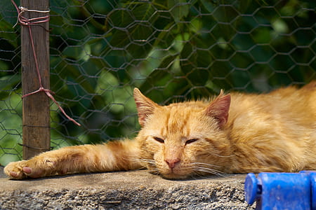 orange tabby cat lying down on concrete surface thumbnail