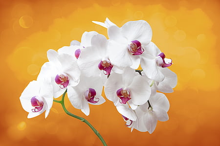 white and pink petaled flowers thumbnail