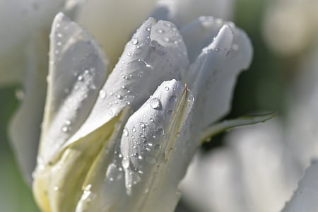 white peace lily thumbnail