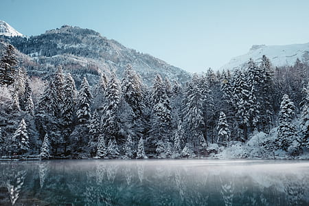 snowy trees landscape photography thumbnail