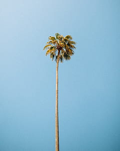 green coconut palm tree thumbnail
