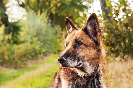 adult German shepherd close-up photography thumbnail
