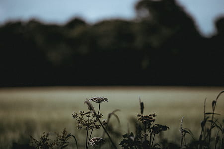selective focus photography of green flower thumbnail