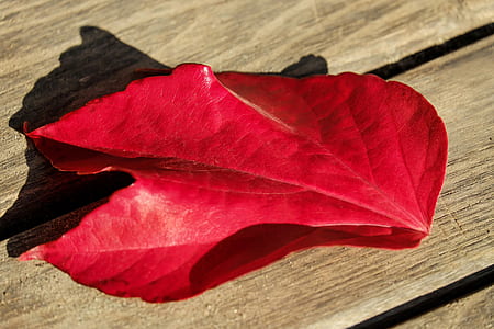 red leaf on brown wooden surface thumbnail