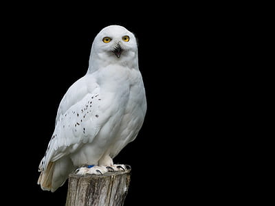 white owl standing on brown tree trunk thumbnail