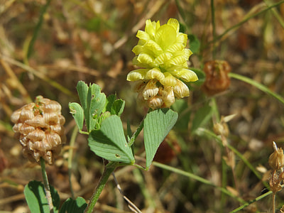 Trifolium Campestre, Hop Trefoil thumbnail