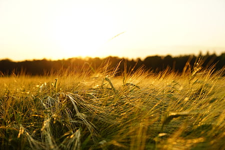 green meadows during daytime thumbnail