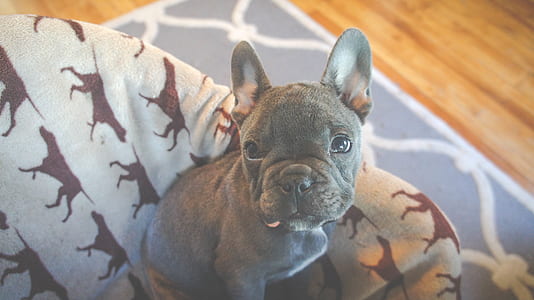 black and white French bulldog puppy on armchair thumbnail