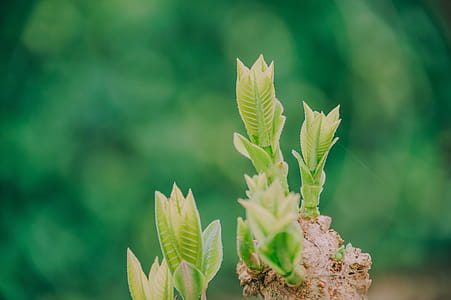 Shallow Focus Photography of Green Plant thumbnail