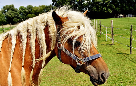 brown horse thumbnail