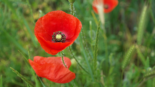 red poppies thumbnail