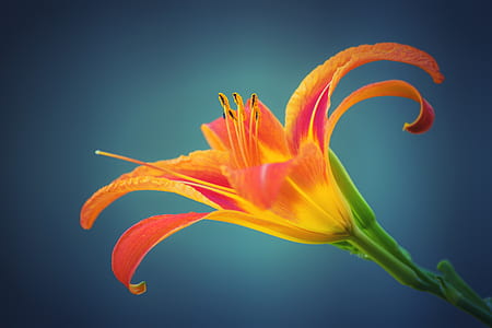 closeup photo of orange and yellow daylily thumbnail
