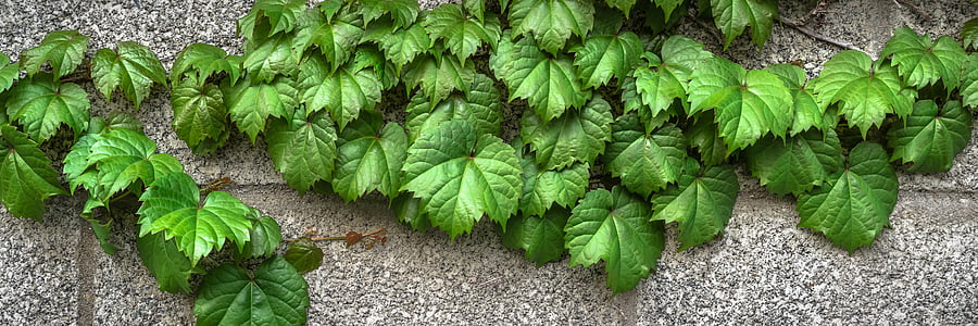 green leaf plant on gray pavement thumbnail