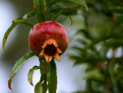 selective focus photo of red fruit thumbnail