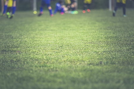 close up photo of green grass thumbnail