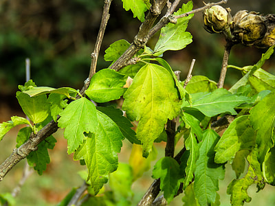 closeup photo of green leafed plant thumbnail