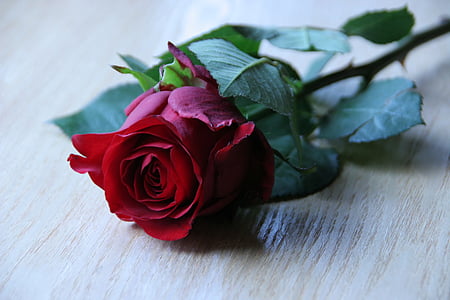 red rose on top of brown surface thumbnail