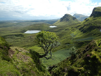 green tree thumbnail