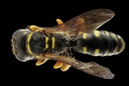 black and yellow bee thumbnail