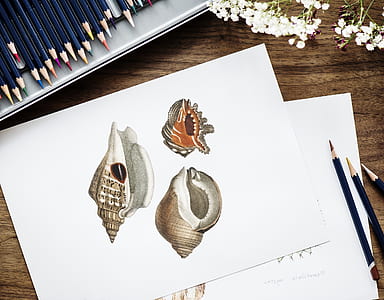 three seashell sketch on white printer paper near coloring pencil lot thumbnail