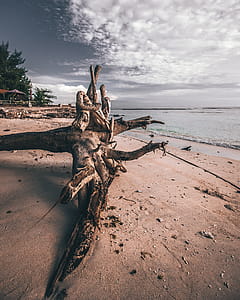 Photo of Driftwood on Shoreline thumbnail