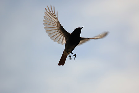 brown and white feather bird flying under blue sky thumbnail