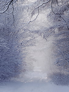 snow covered pathway between snow covered trees thumbnail