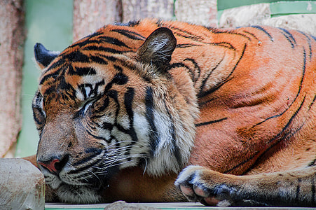 tan and black tiger thumbnail