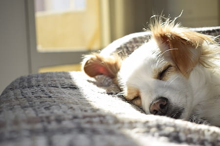 Closeup Photography of Adult Short-coated Tan and White Dog Sleeping on Gray Textile at Daytime thumbnail