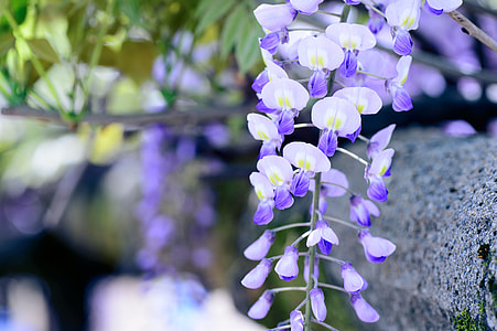 selective focus photo of purple petaled flowers thumbnail