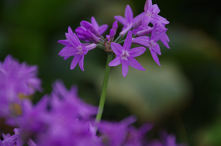 Spring Equinox, Flowers And Plants thumbnail