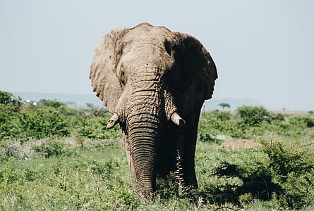 gray elephant during daytime thumbnail