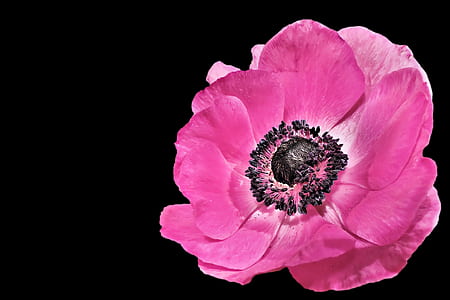pink poppy closeup photo thumbnail