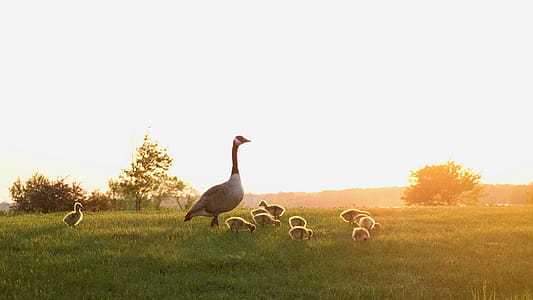 Mother Goose Watching Over Goslings Photo thumbnail
