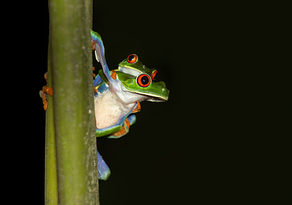 two frogs on plant stem thumbnail