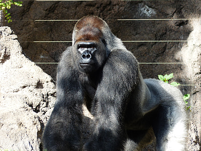 black gorilla on focus photo thumbnail