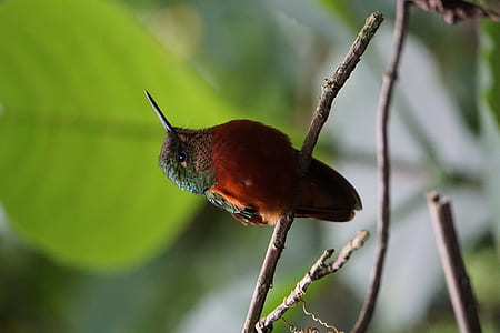 brown and green bird perching on gray tree branch selective focus photography thumbnail