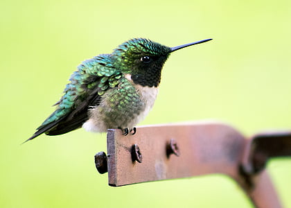 green and white bird on metal part thumbnail