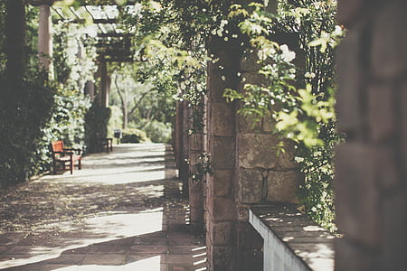 green trees near house thumbnail