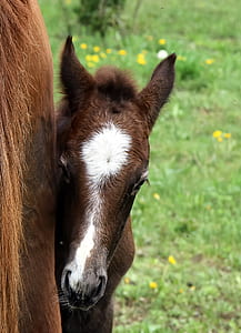 brown and white horse thumbnail