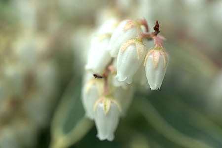 closeup photo of white petaled flower thumbnail