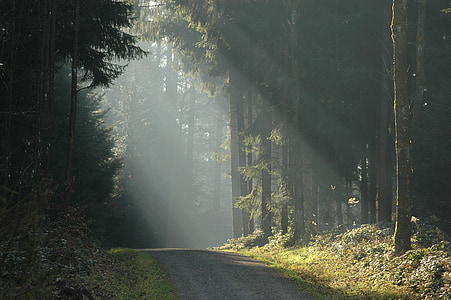 sunlight on road with trees thumbnail