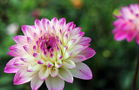 selective focus of white-and-pink dahlia flowers thumbnail