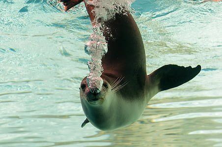 seal dives into deep water thumbnail